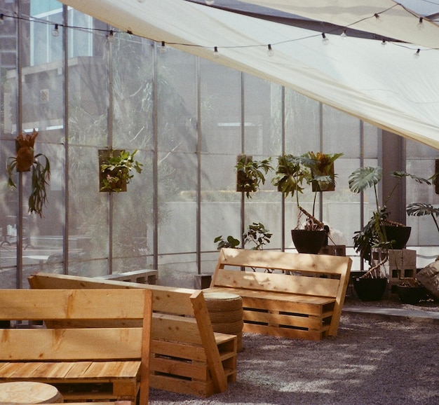 Photo potted plant on window