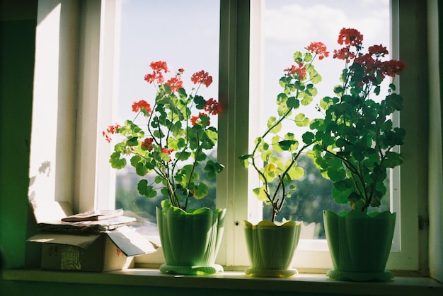 Photo potted plant on windowpbelles images termineesattan flawr