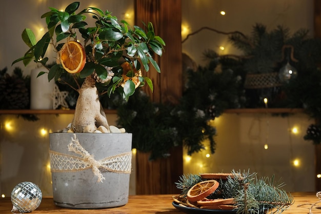 Potted plant with Christmas decoration