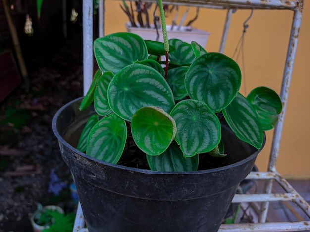 A potted plant with a green leaf on it