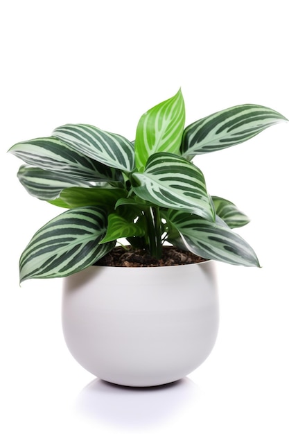 A potted plant with green leaves and white background
