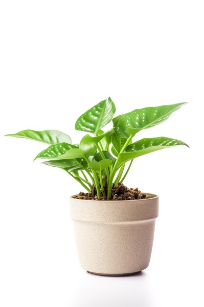 A potted plant with a green plant in it