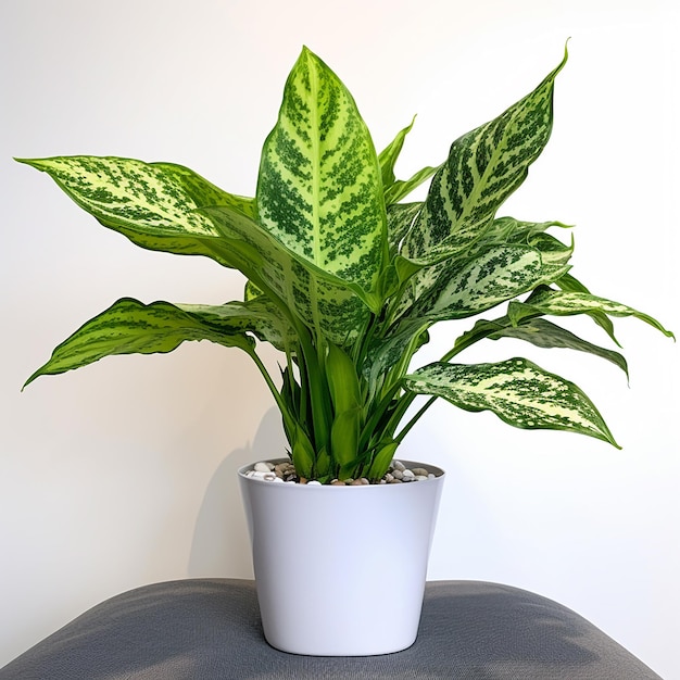 A potted plant with a green and white leafy plant in it.