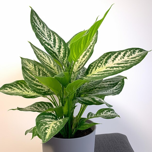 A potted plant with a green and white leafy plant in it.