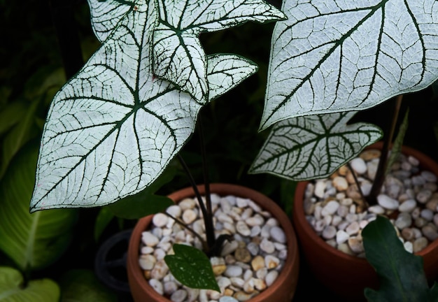 白い葉脈が入った大きな葉と中央に白い砂利が入った鉢植えです。