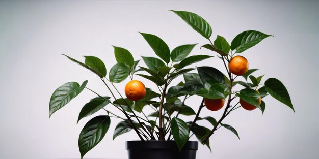 Foto pianta in vaso con arance su tavola