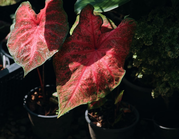 赤と緑の葉を持つ鉢植えの植物。