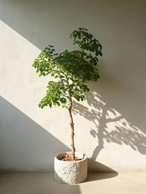 a potted plant with the shadow of a tree on the wall