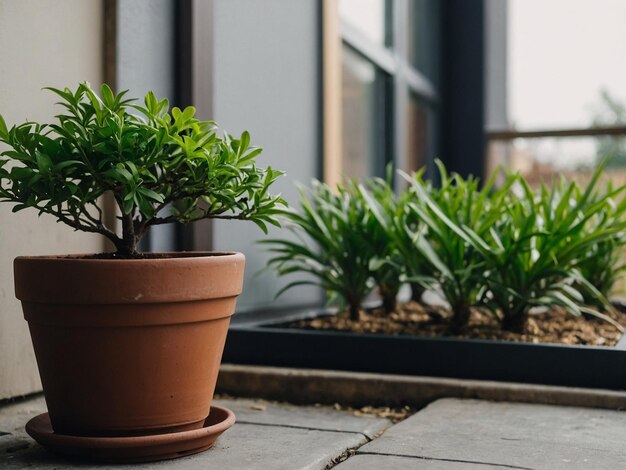 Photo potted plant in the yard