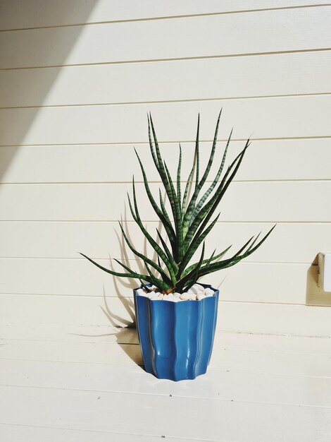 Photo potted plant