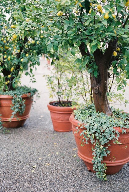 Photo potted plant