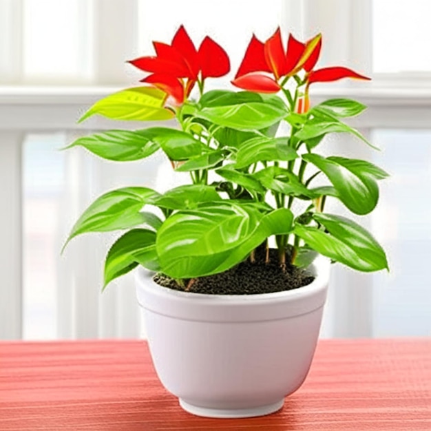 Potted Plant