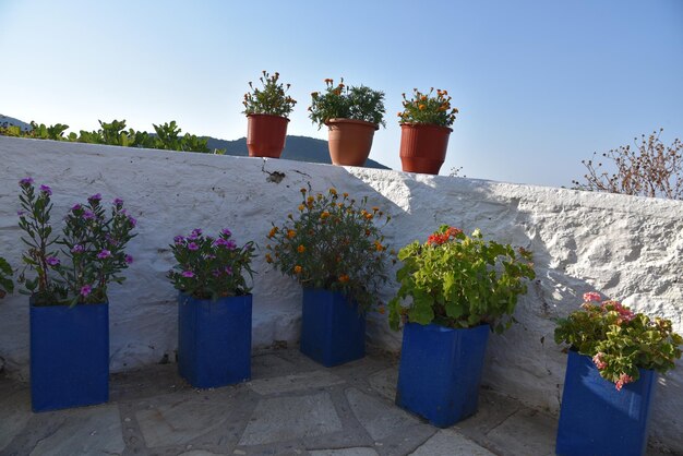 写真 空に照らされた鉢の植物