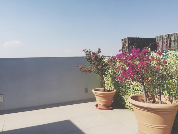 Potted plants against sky