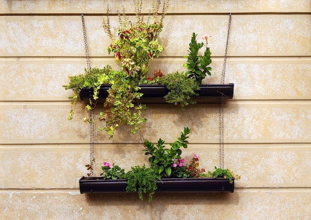 Photo potted plants against wall