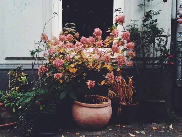 Photo potted plants in back yard