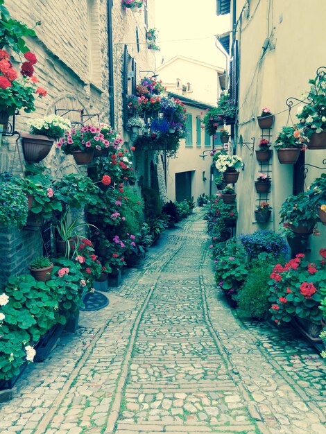 Photo potted plants by residential buildings in alley