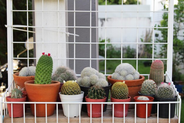 Potted plants by window