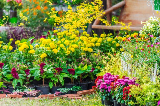 Photo potted plants in flower pot