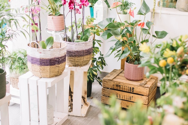 Potted plants in flower shop