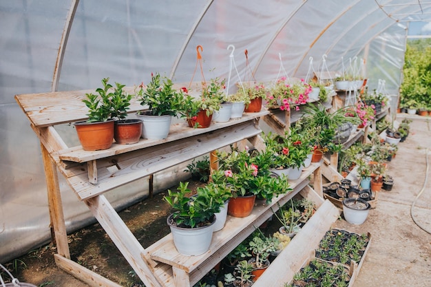 Potted plants and flowers growing in a greenhouse