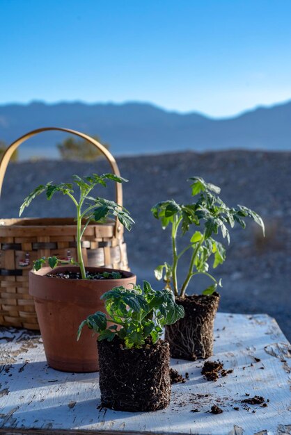 Potted plants in front of mountains against sky