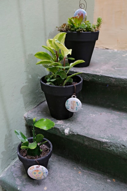 Potted plants on the garden ladder