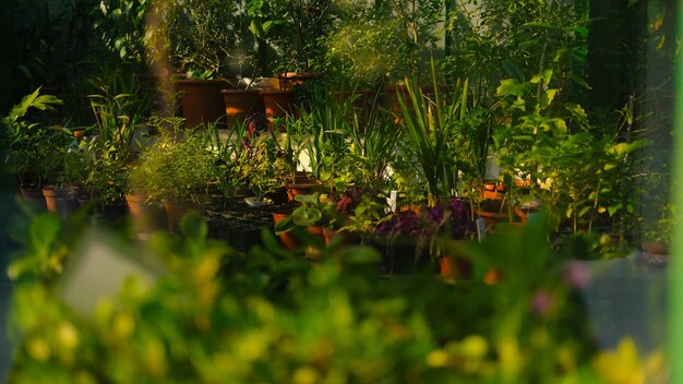 Photo potted plants at garden