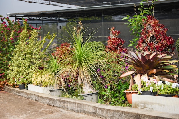 Photo potted plants in greenhouse