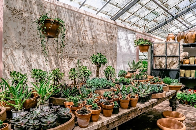 potted plants in greenhousea lot of tropical plants horticulture concept
