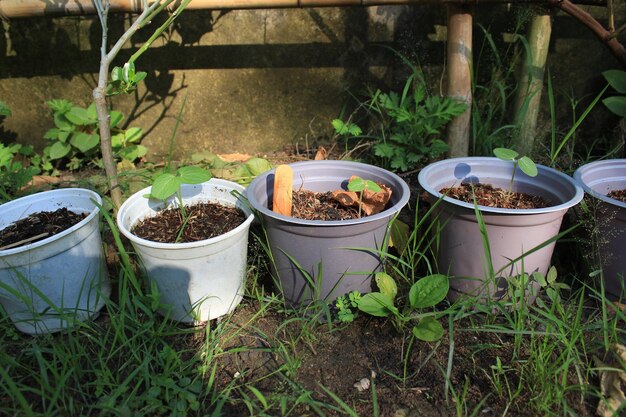 Potted plants growing in yard