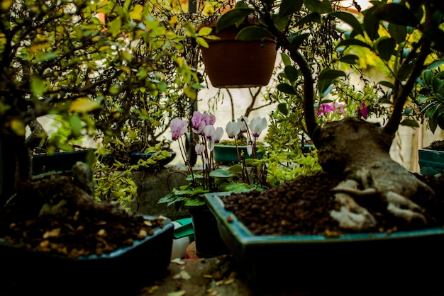 写真 裏庭 の 鉢 の 植物