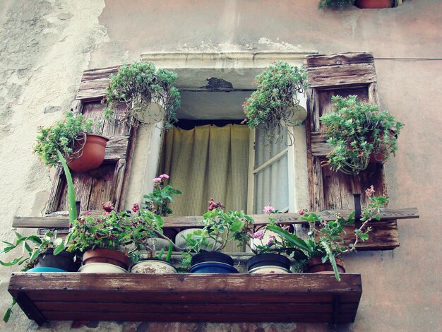 写真 裏庭 の 鉢 の 植物