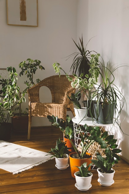 写真 白い背景の鉢植えの植物