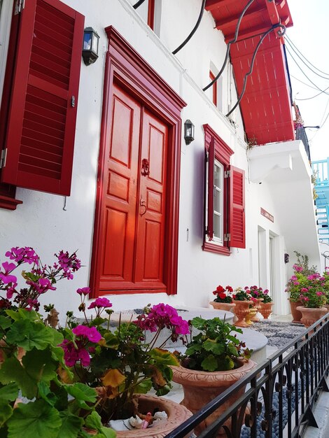 Potted plants outside building