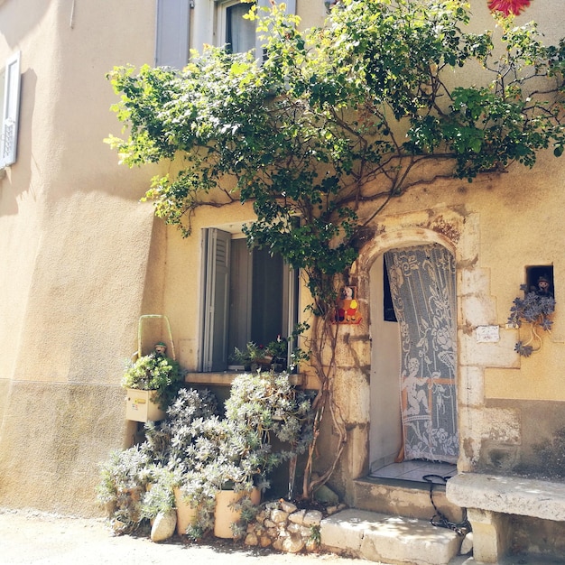 potted plants outside house