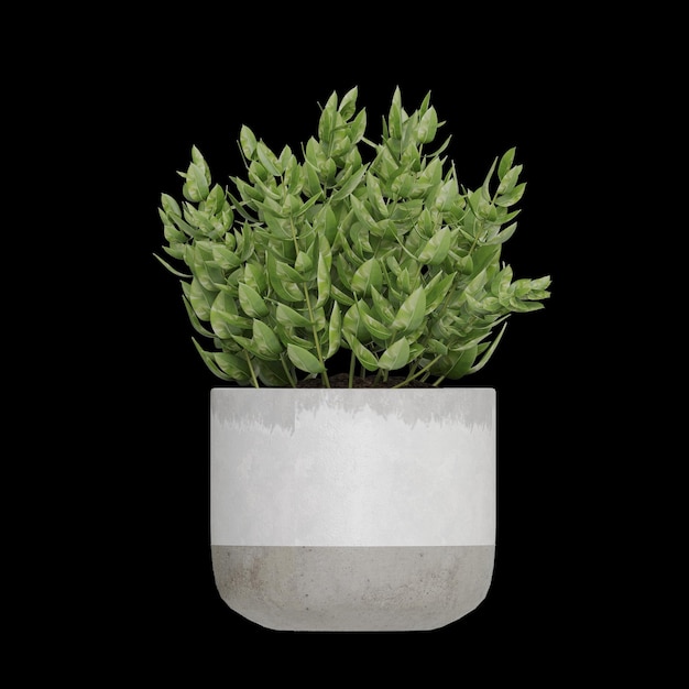 potted plants placed on a black background