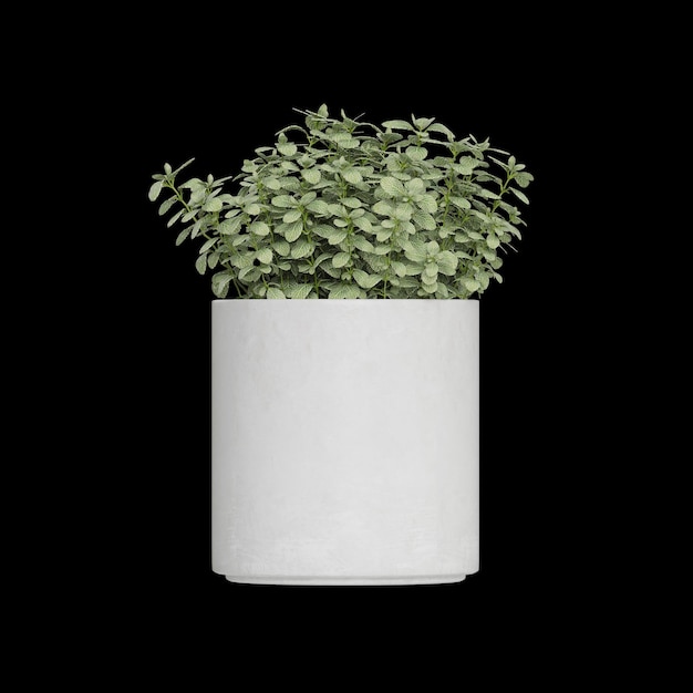 potted plants placed on a black background