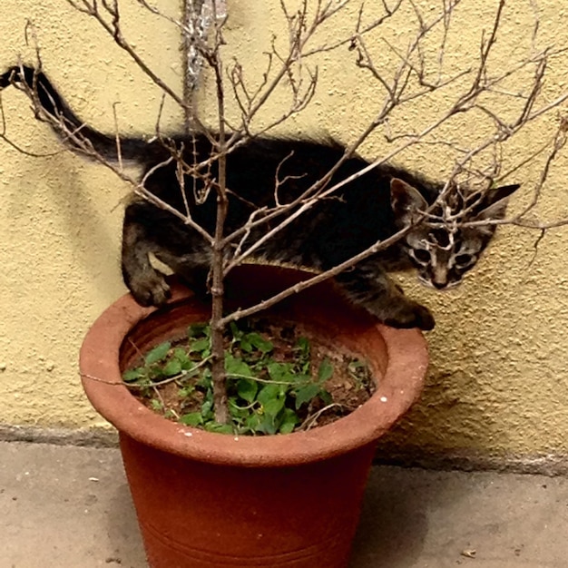 Photo potted plants in pot