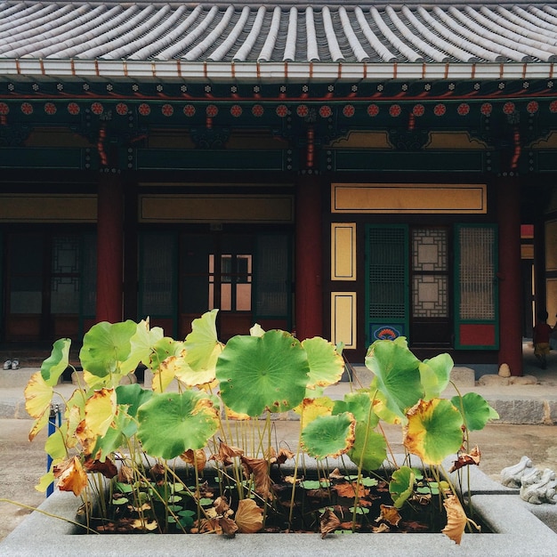 鉢の中の鉢植え