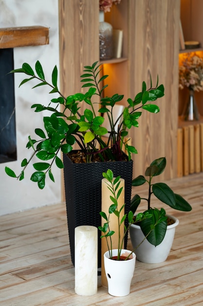 Photo potted plants in room with candles