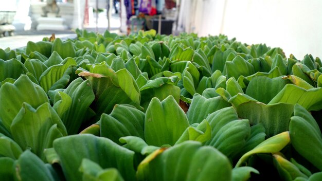 Potted plants for sale in shop