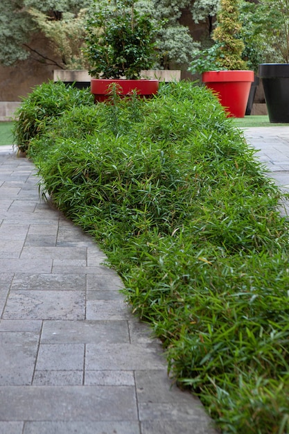 Potted plants and small bamboo growing in a patio