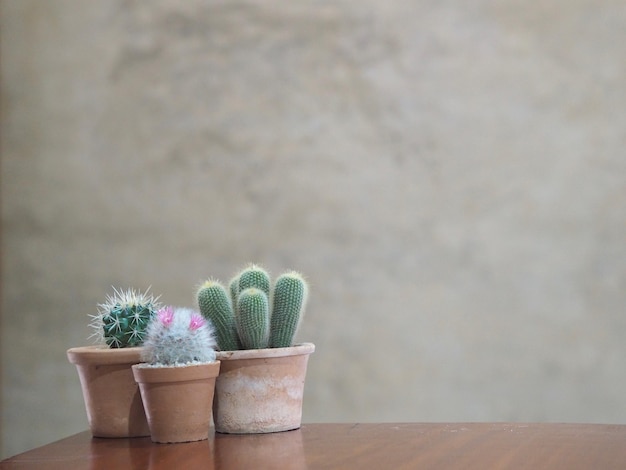 Photo potted plants on table against wall