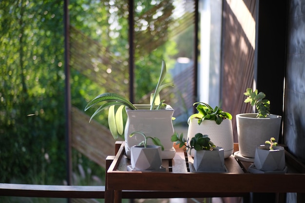 Potted plants on table by window