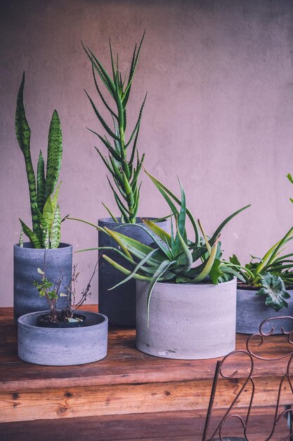 Photo potted plants on table at home succulent plants