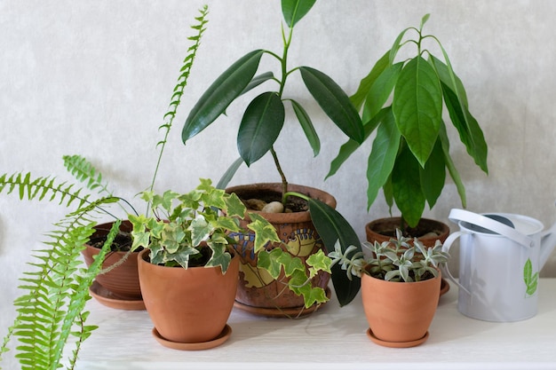 Potted plants on table at home