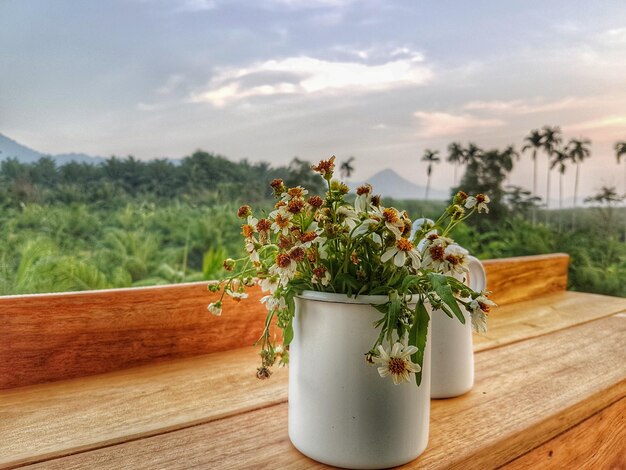 Potted plants and trees against sky