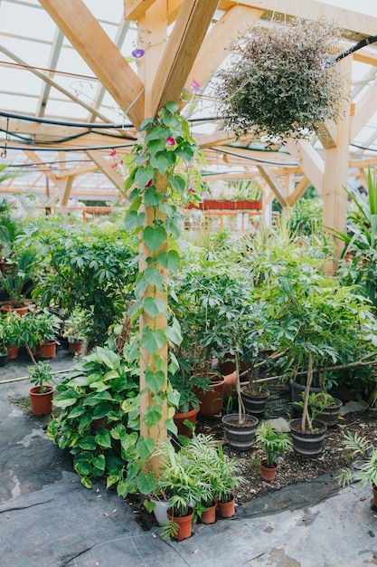 Potted plants and trees growing in a greenhouse