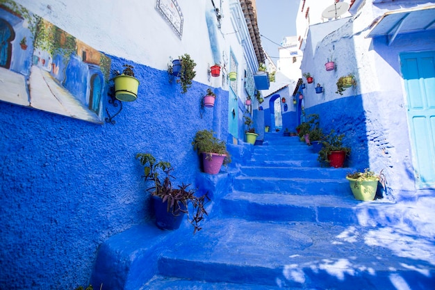 Potted plants on wall of building